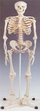 Human Skeleton